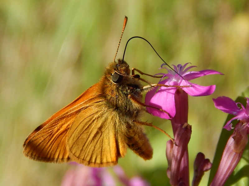 Hesperidae da confermare